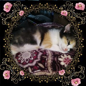 Meet your Posher, Sally